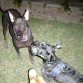 con el Schnauzer Kohji y China la perrita sin pelo originaria del Peru.
